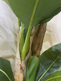 Massa Flowers Tree Bananas Artificial 220cm